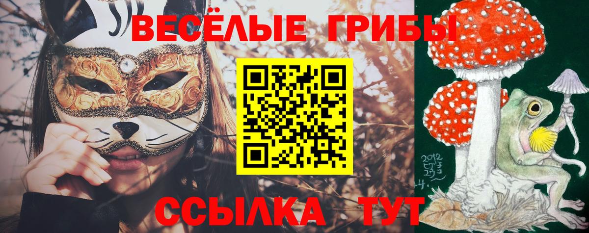 Псилоцибиновые грибы Cubensis Иваново